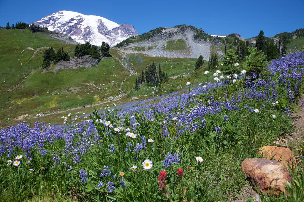 Washington: Mount Rainier, Skyline Trail