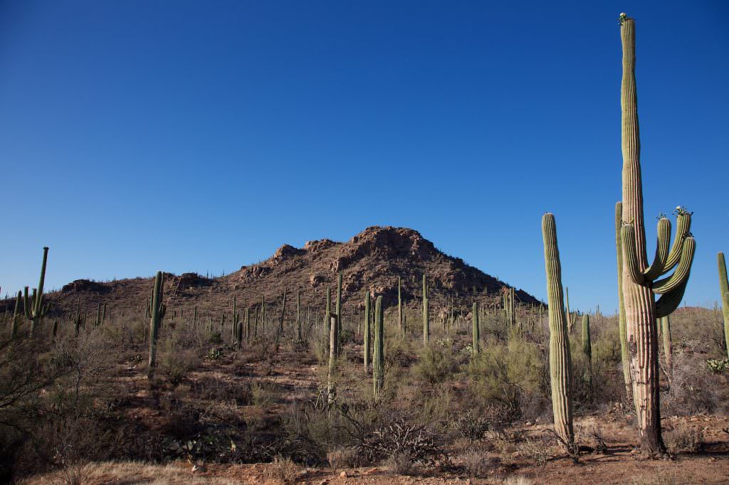 Saguaro NP - West