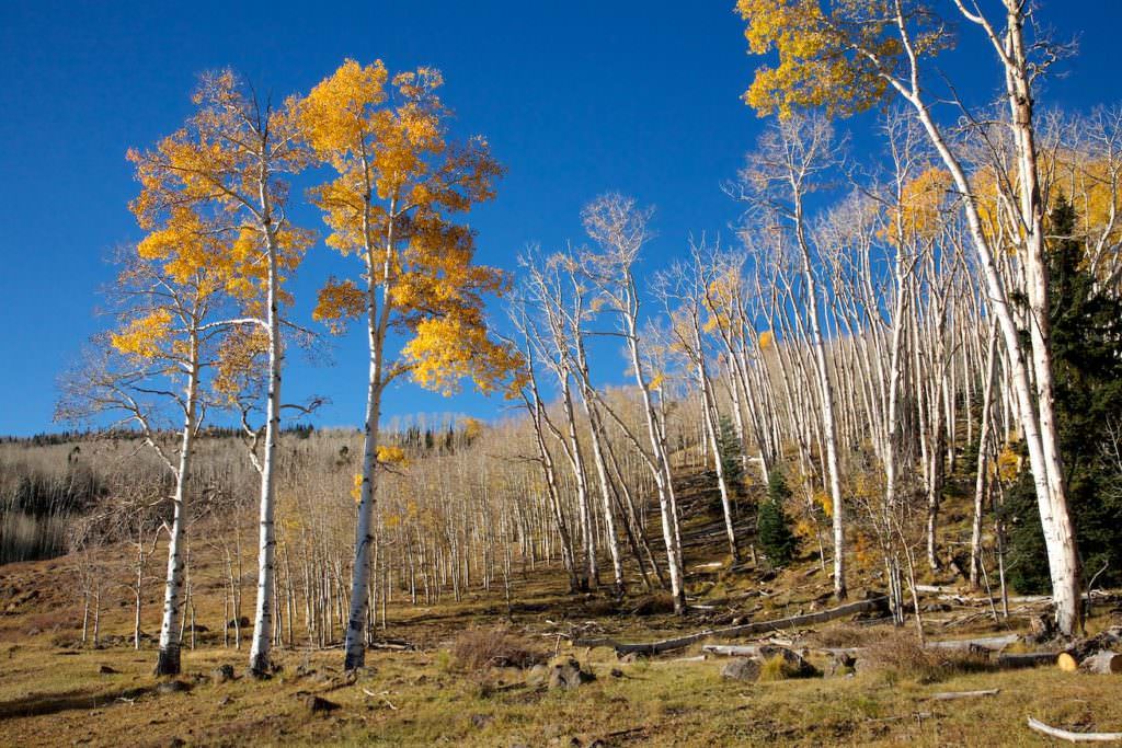 Boulder Mountains