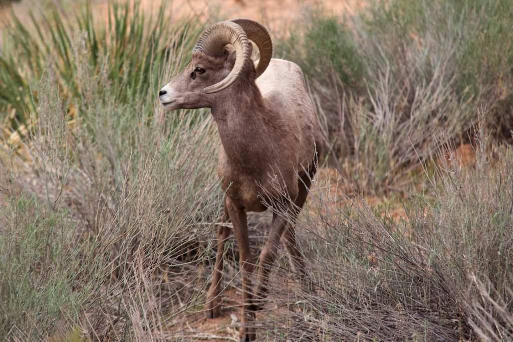 Zion NP