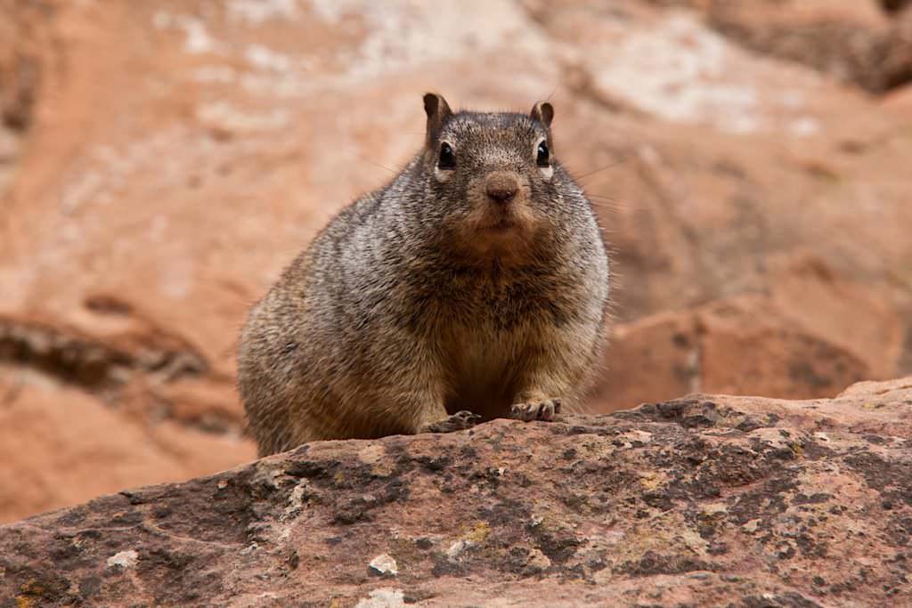 Zion NP