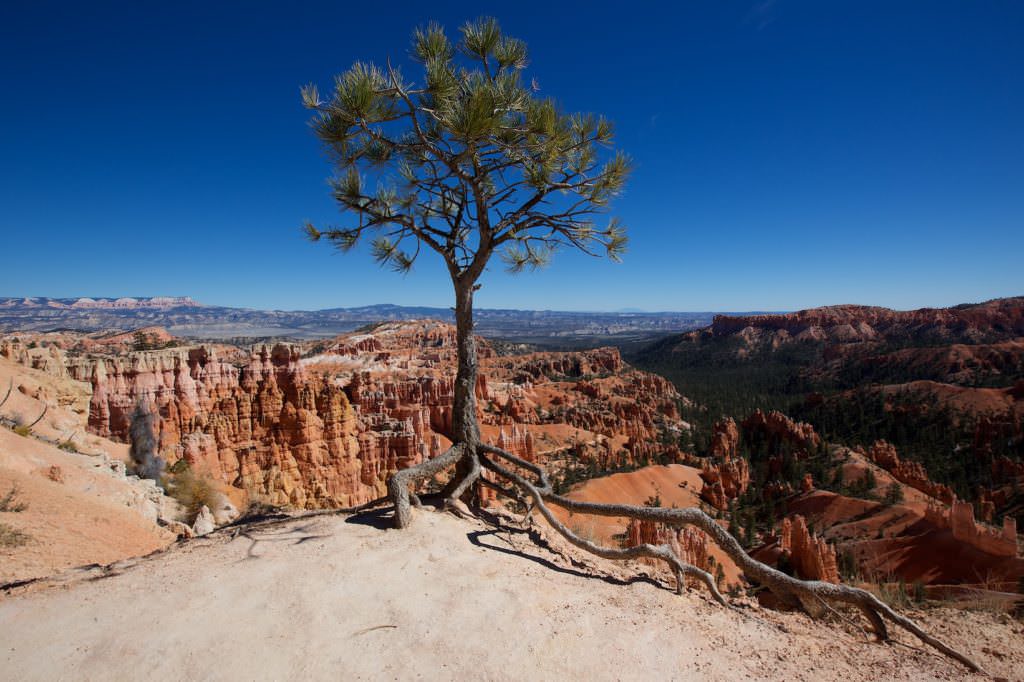 Queen Garden/Navajo Loop