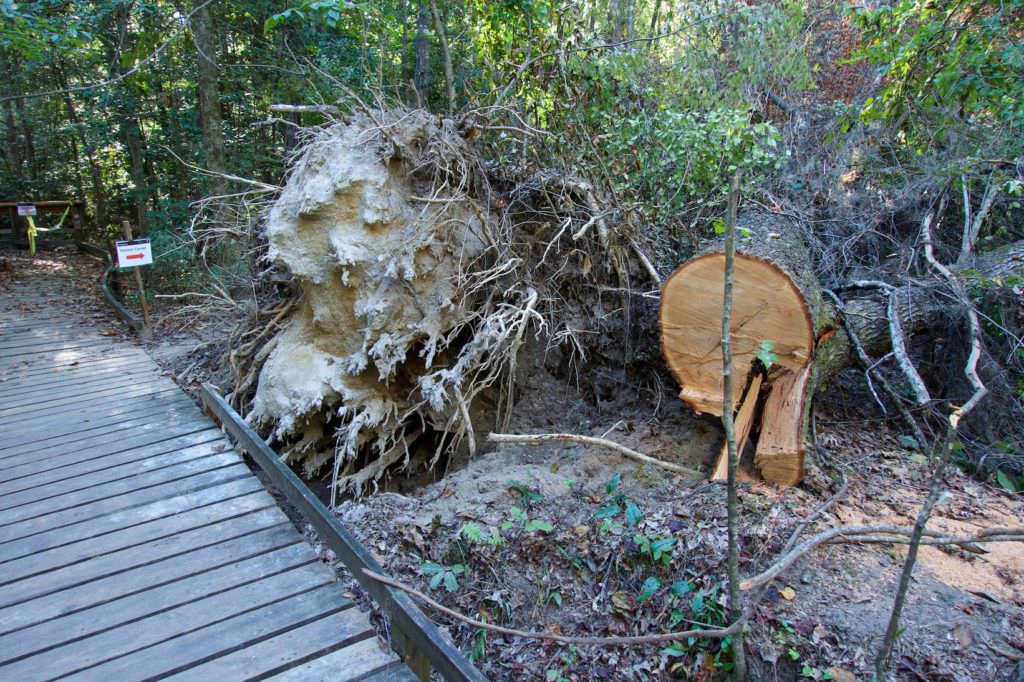 Congaree NP