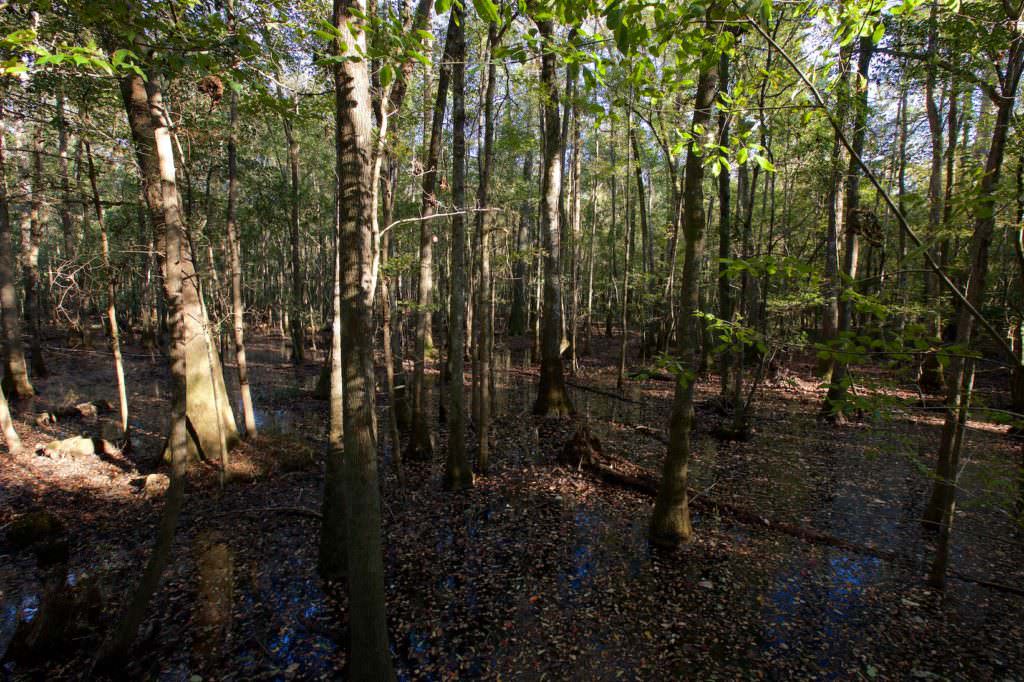 Congaree NP