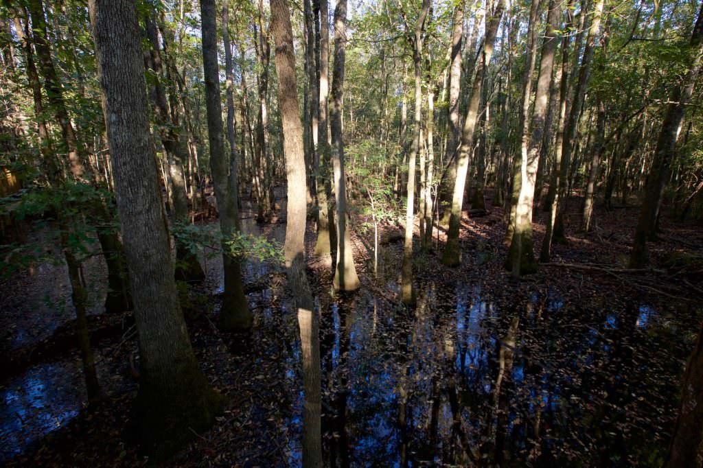 Congaree NP