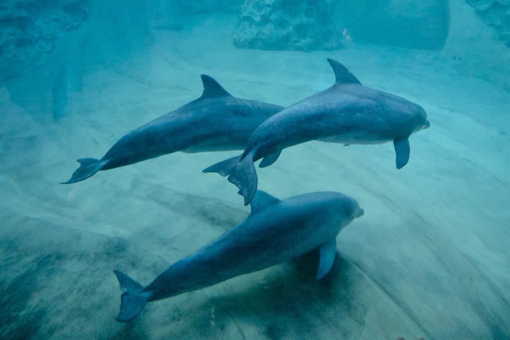 Georgia Aquarium