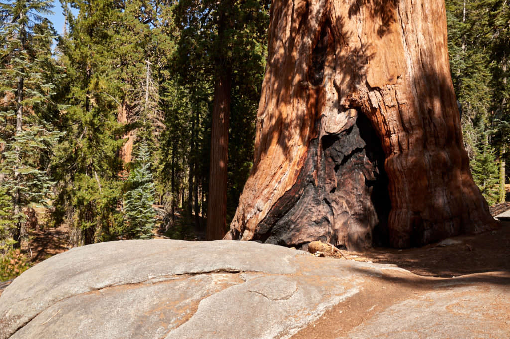 General Sherman - Congress Trail