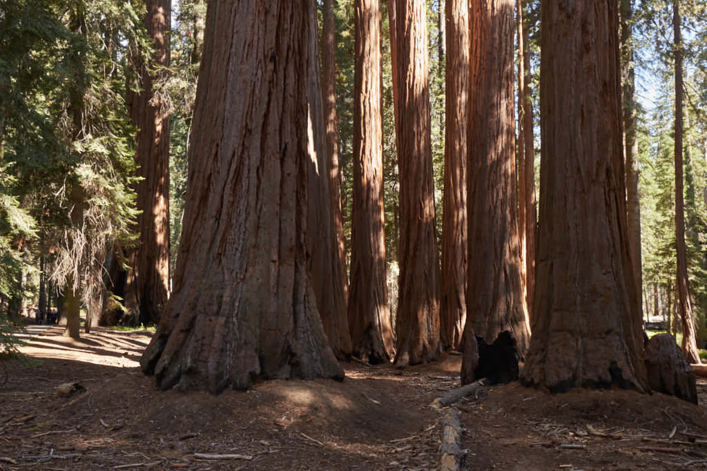 General Sherman - Congress Trail