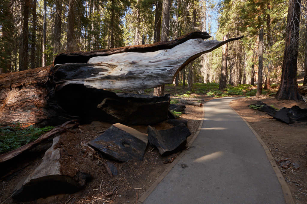 General Sherman - Congress Trail