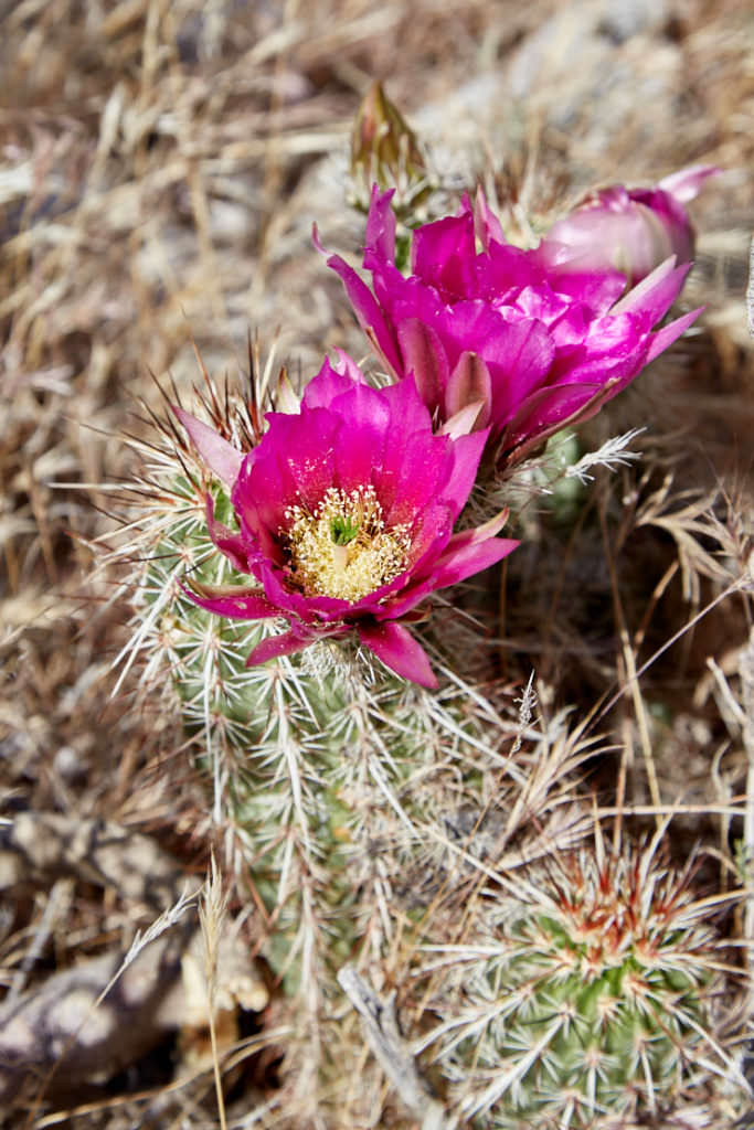 Red Rock Canyon