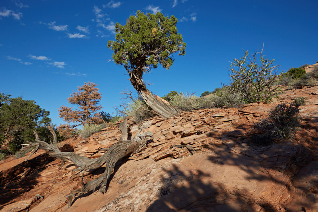 False Kiva Trail