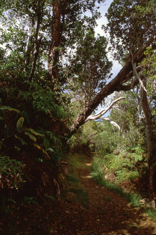 Napali - Kona Forest
