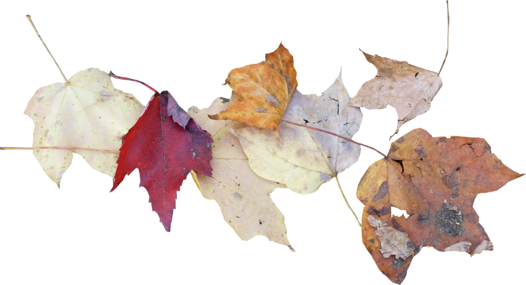 Herbstblätter