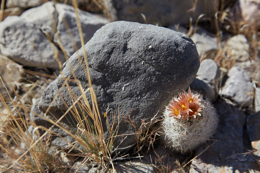 Kakteenblüte