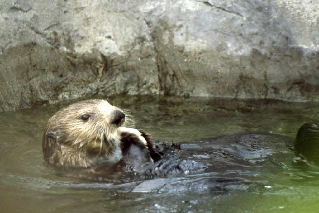 Stanley Park/Aquarium