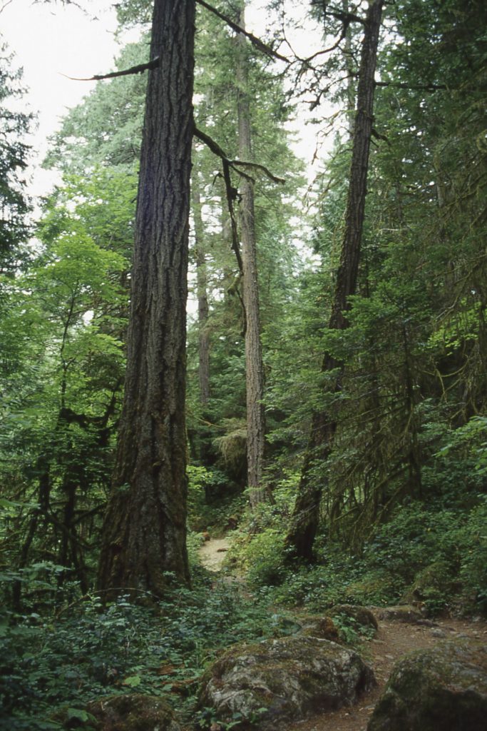 Lynn Canyon