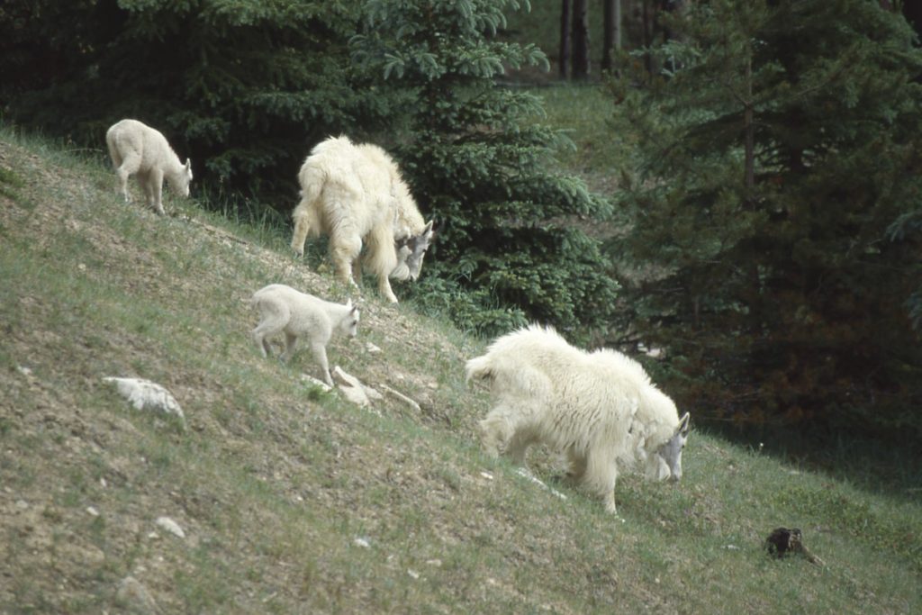 Jasper NP