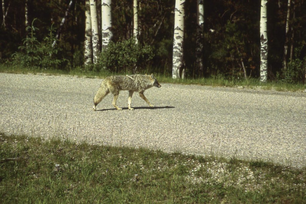 Jasper NP