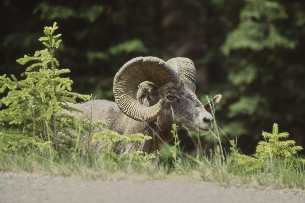 Jasper NP