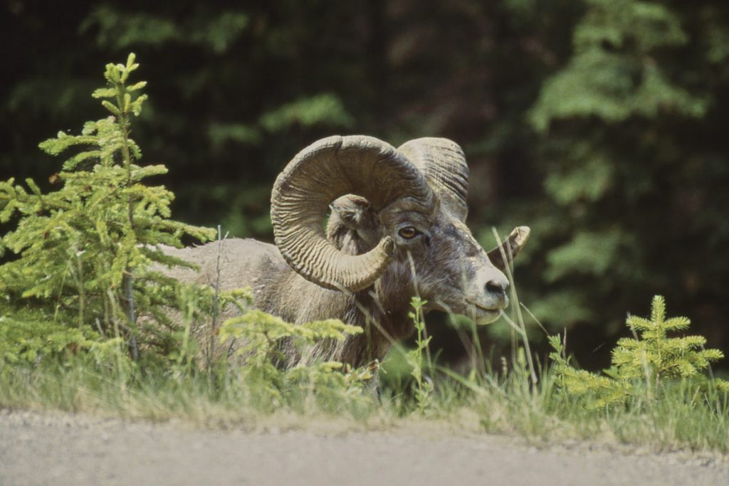 Jasper NP