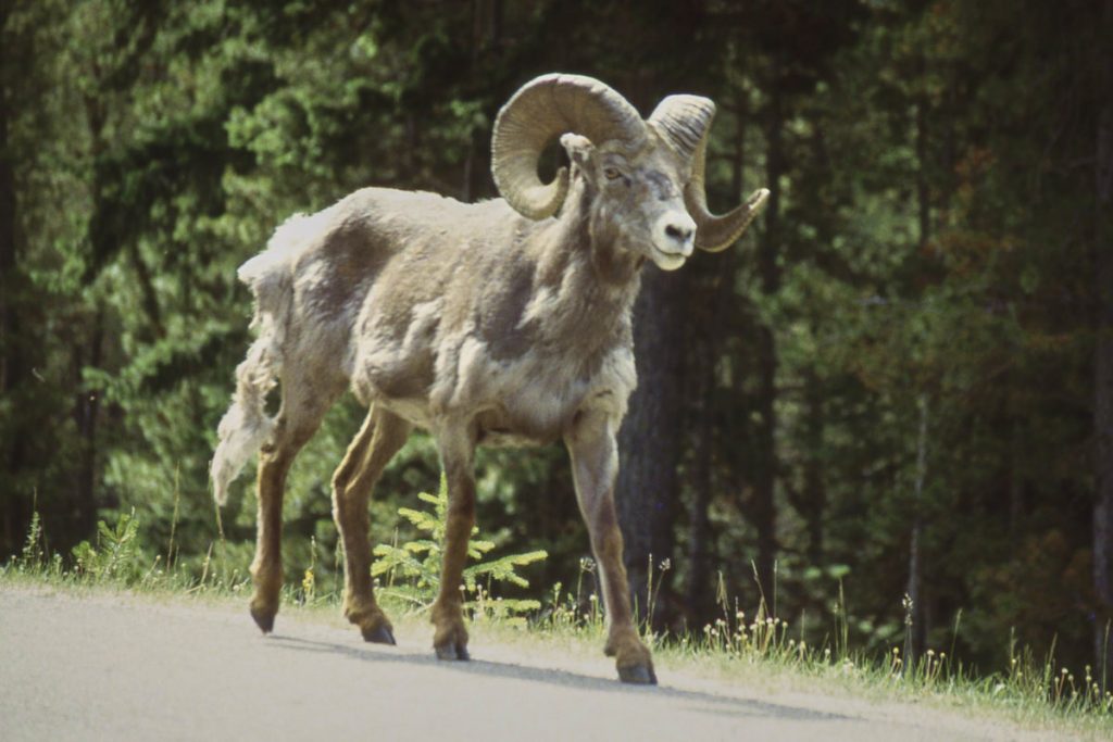 Jasper NP