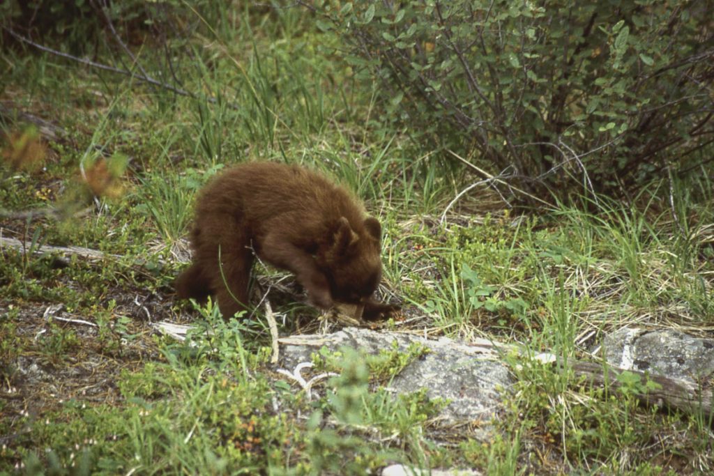 Jasper NP