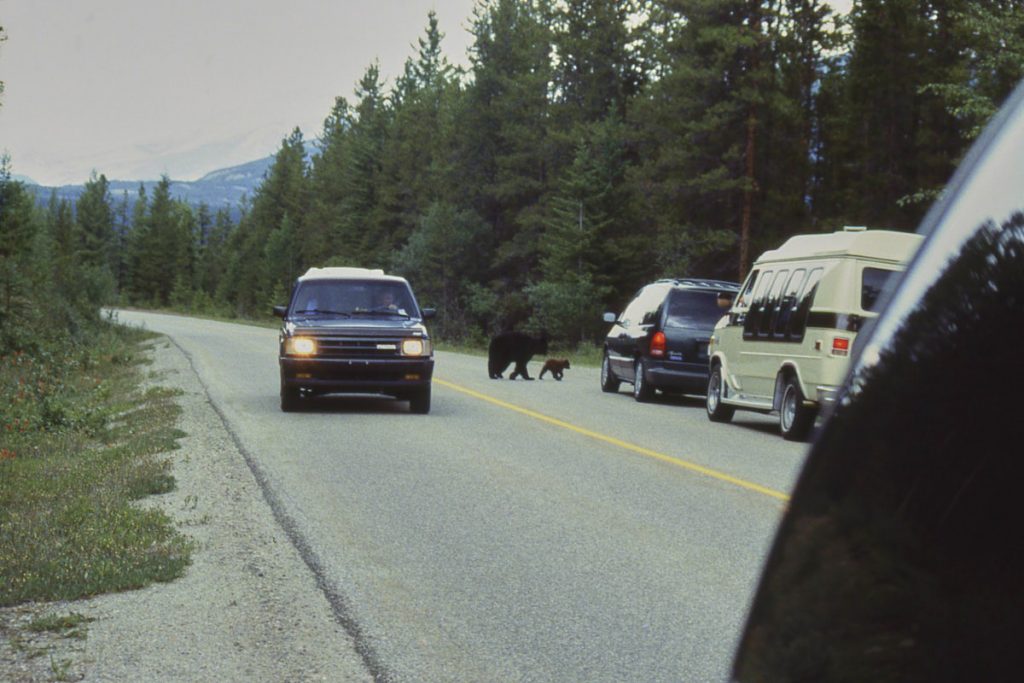 Jasper NP