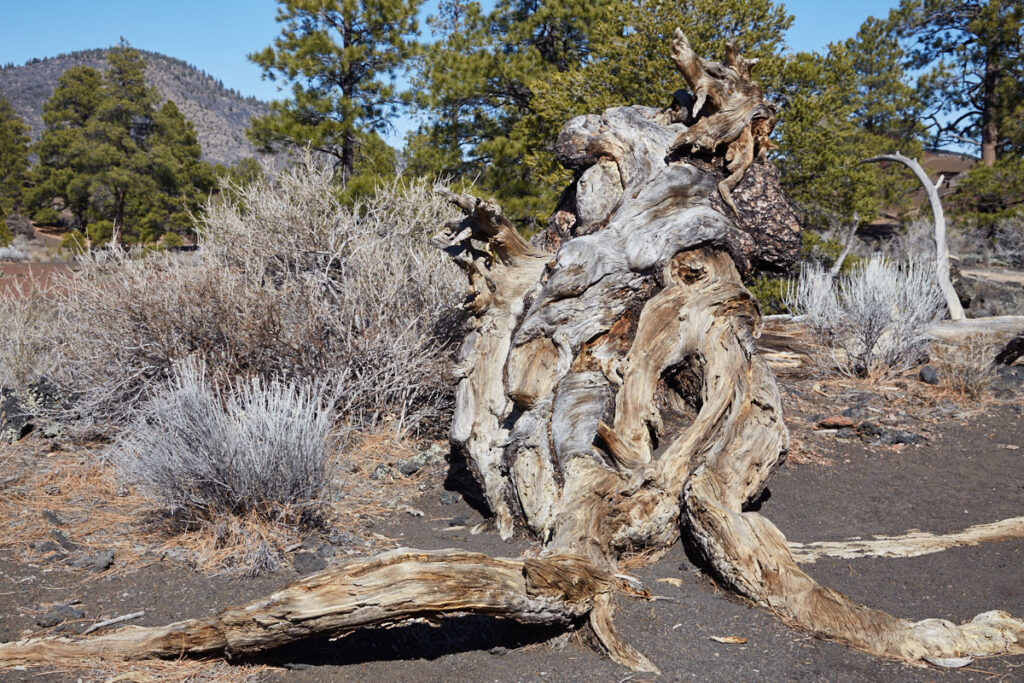 Sunset Crater Volcano NM