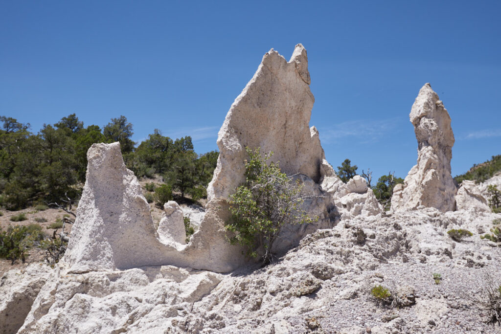 Pine Park - Dritte Gruppe