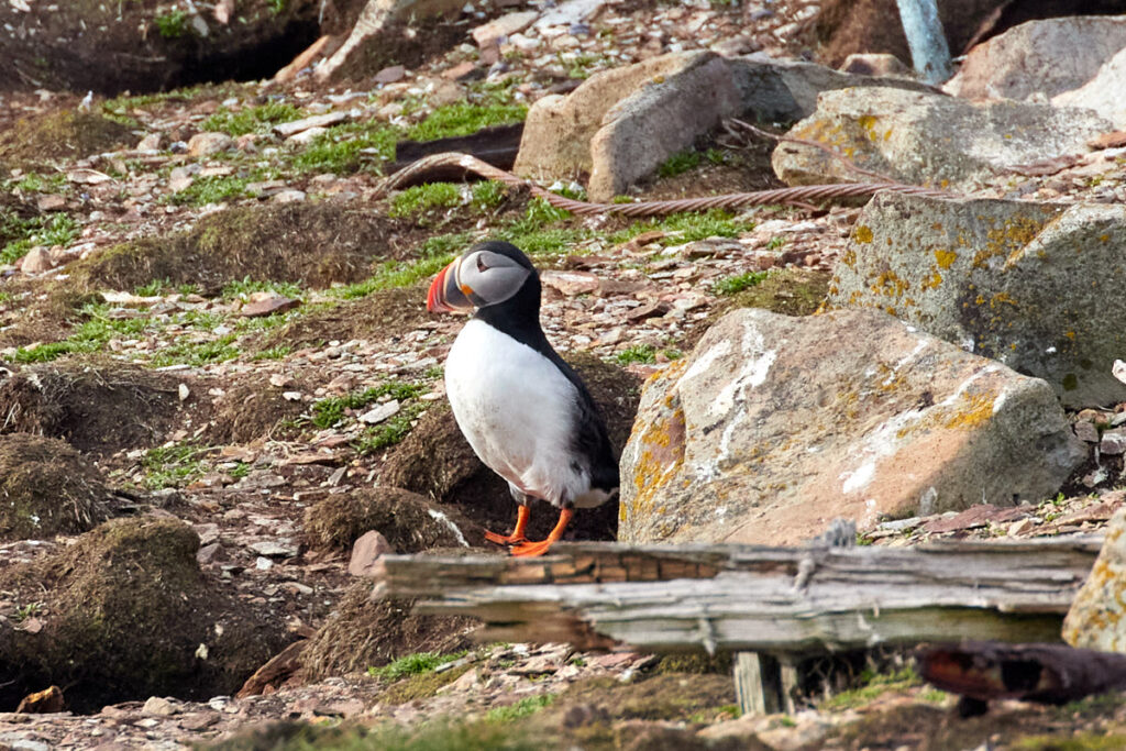 Puffin Viewing Site
