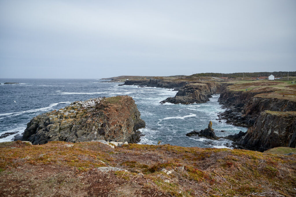 Puffin Viewing Site