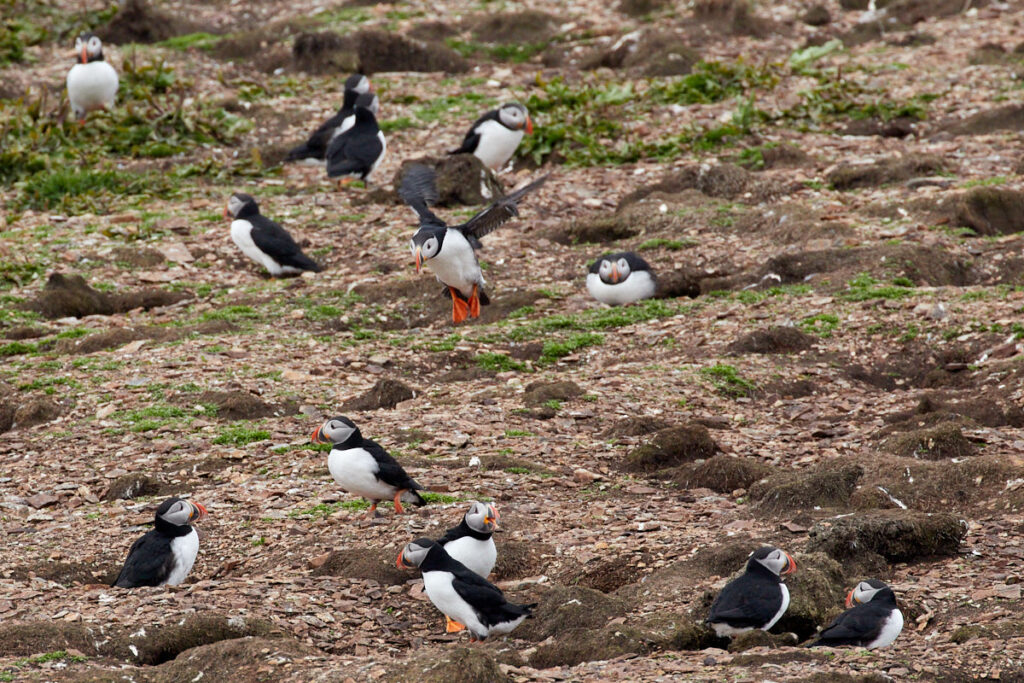 Puffin Viewing Site