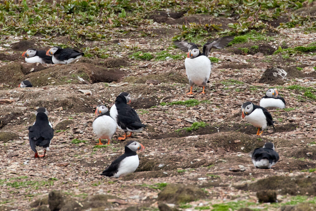 Puffin Viewing Site