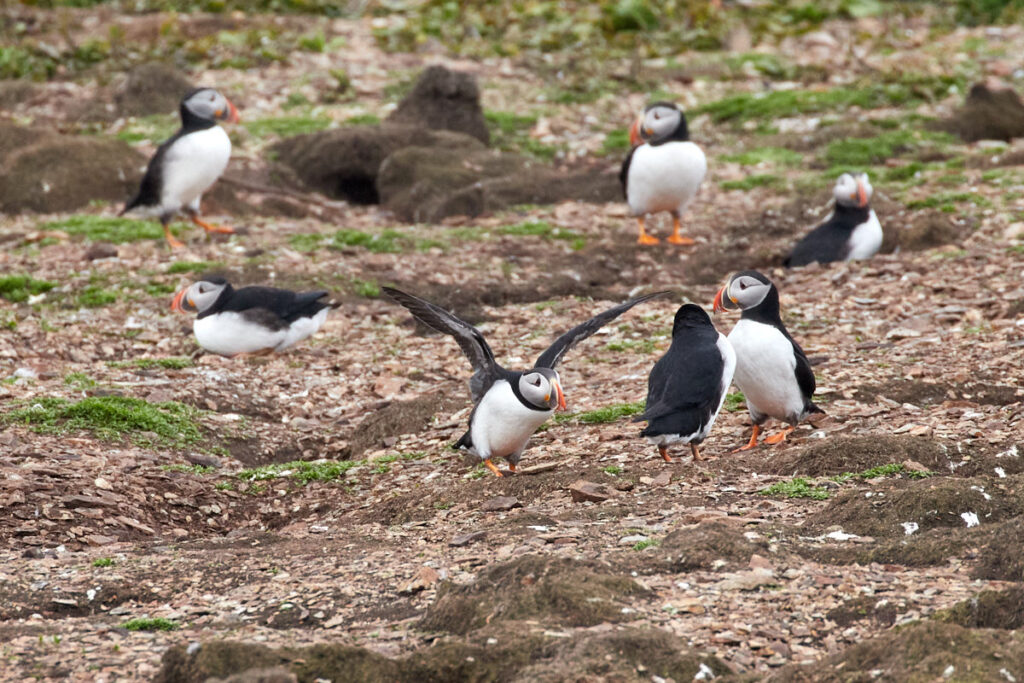 Puffin Viewing Site