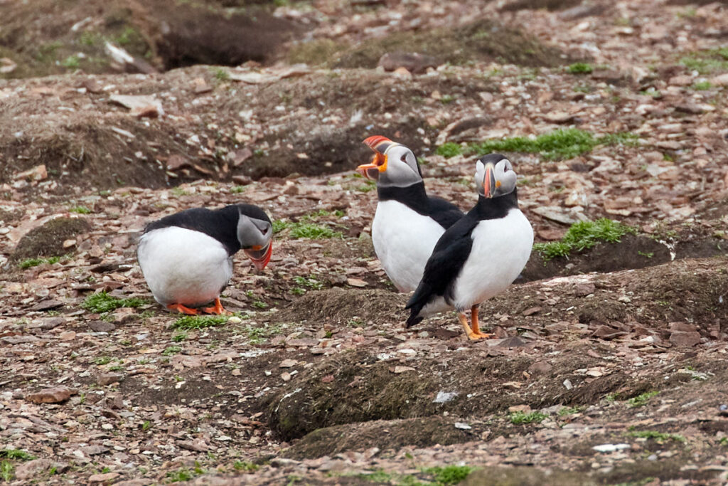 Puffin Viewing Site