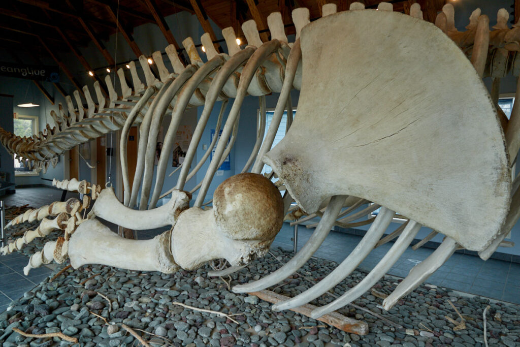 Dr. Jon Lien Whale Pavilion