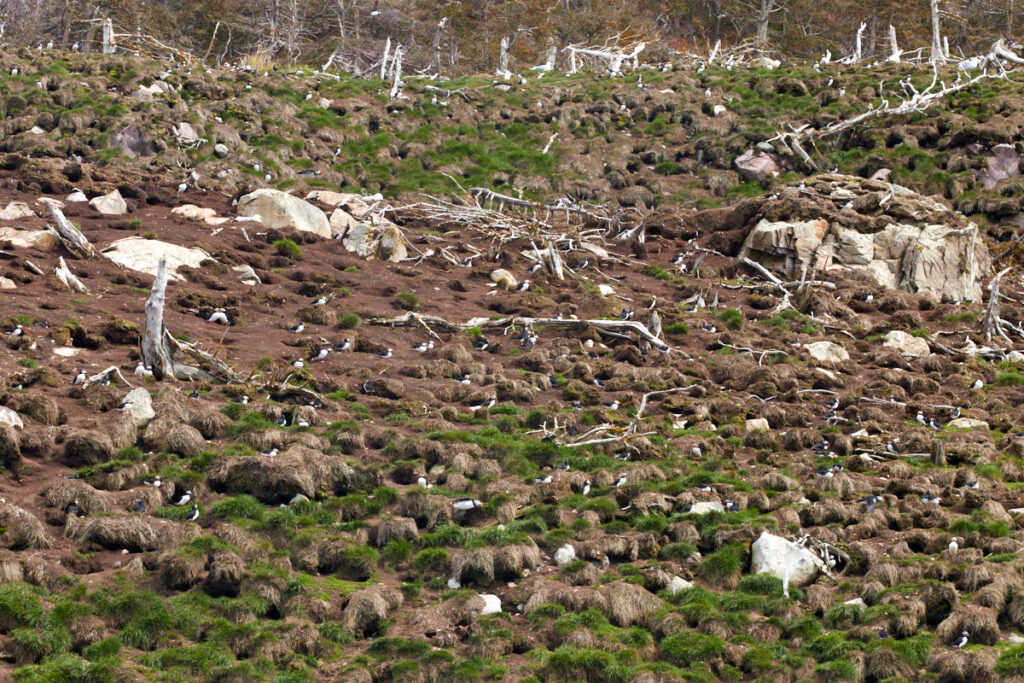 Witless Bay Ecological Reserve