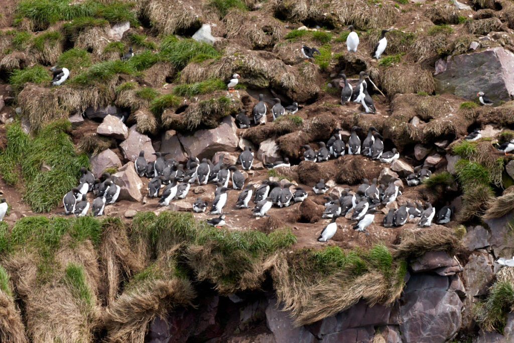 Witless Bay Ecological Reserve