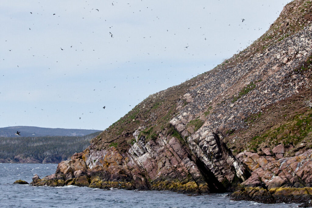 Witless Bay Ecological Reserve