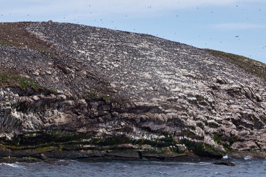 Witless Bay Ecological Reserve