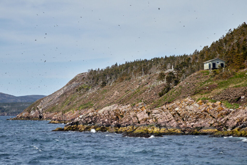 Witless Bay Ecological Reserve